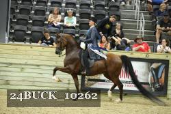 24BUCK_10262 thumbnail