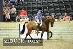 24BUCK_10427 thumbnail