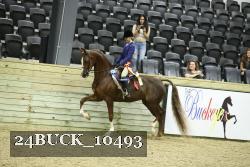 24BUCK_10493 thumbnail