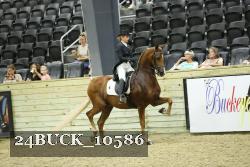 24BUCK_10586 thumbnail