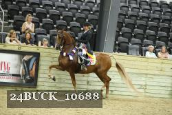 24BUCK_10688 thumbnail