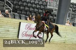 24BUCK_10975 thumbnail