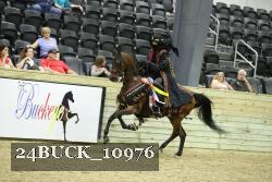24BUCK_10976 thumbnail