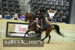 24BUCK_10979 thumbnail