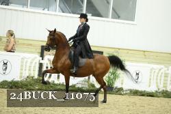 24BUCK_11075 thumbnail