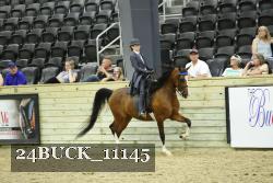 24BUCK_11145 thumbnail