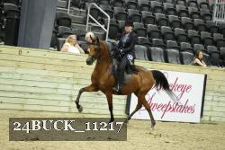 24BUCK_11217 thumbnail
