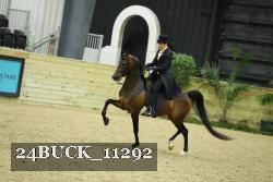 24BUCK_11292 thumbnail