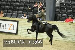 24BUCK_11366 thumbnail