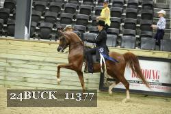 24BUCK_11377 thumbnail