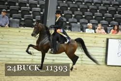 24BUCK_11393 thumbnail
