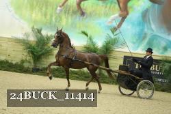 24BUCK_11414 thumbnail