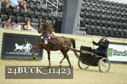24BUCK_11423 thumbnail
