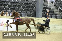 24BUCK_11425 thumbnail