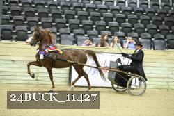 24BUCK_11427 thumbnail