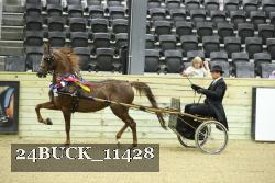 24BUCK_11428 thumbnail