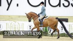 24BUCK_11436 thumbnail