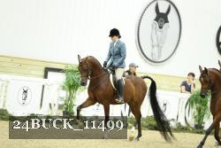 24BUCK_11499 thumbnail