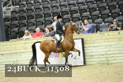 24BUCK_11508 thumbnail