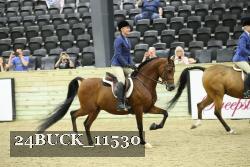 24BUCK_11530 thumbnail