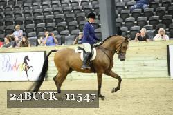 24BUCK_11547 thumbnail