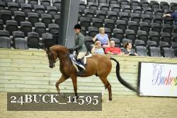 24BUCK_11595 thumbnail