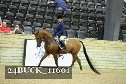 24BUCK_11601 thumbnail