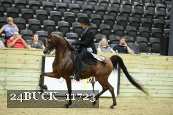 24BUCK_11723 thumbnail