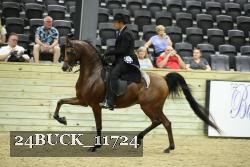 24BUCK_11724 thumbnail