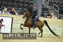 24BUCK_11728 thumbnail