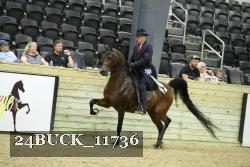 24BUCK_11736 thumbnail