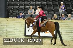 24BUCK_11828 thumbnail