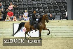 24BUCK_11910 thumbnail