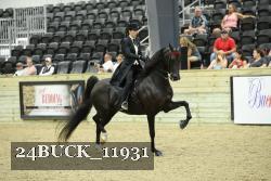 24BUCK_11931 thumbnail