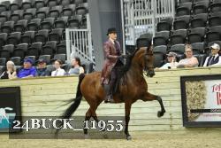 24BUCK_11955 thumbnail