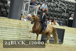 24BUCK_12000 thumbnail