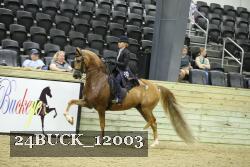 24BUCK_12003 thumbnail