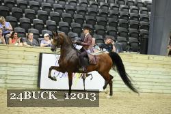 24BUCK_12013 thumbnail