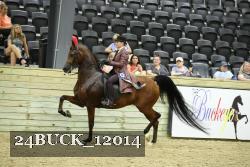 24BUCK_12014 thumbnail