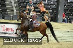 24BUCK_12016 thumbnail