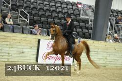 24BUCK_12021 thumbnail