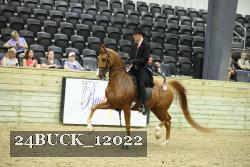 24BUCK_12022 thumbnail