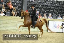 24BUCK_12023 thumbnail