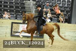 24BUCK_12024 thumbnail