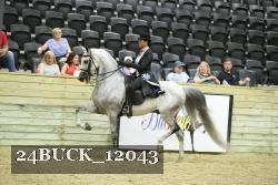 24BUCK_12043 thumbnail