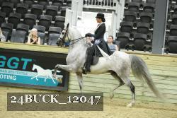24BUCK_12047 thumbnail