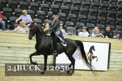 24BUCK_12056 thumbnail
