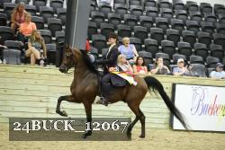 24BUCK_12067 thumbnail