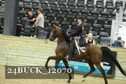 24BUCK_12070 thumbnail