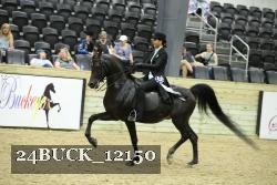 24BUCK_12150 thumbnail